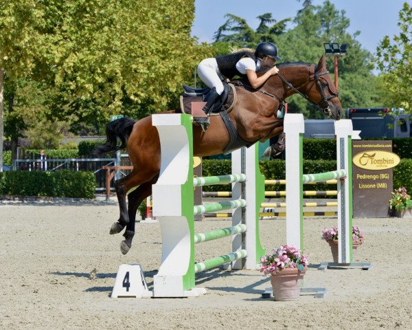 horse Mr Hispec (Irish Sport Horse, 2004, from My o My)