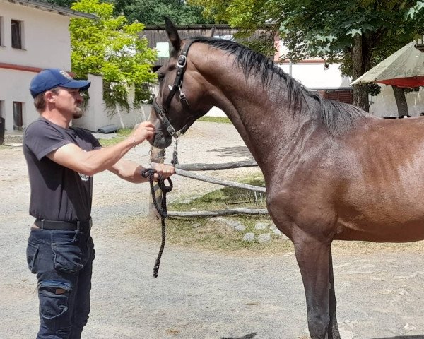 Stallion Come to me SL (Bayer, 2020, from 2468 Cornessini)