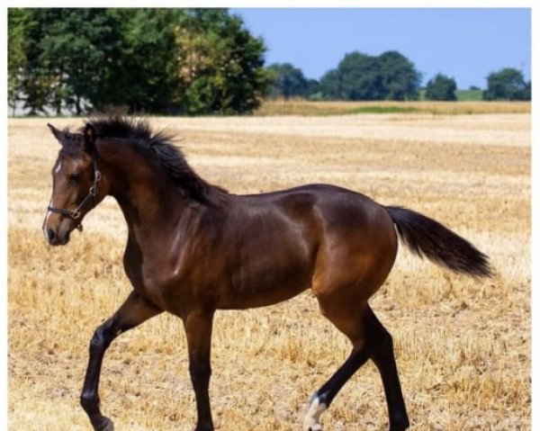 horse Chica S (German Warmblood, 2022, from Chubakko)