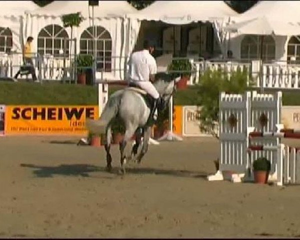 jumper Avion (Westphalian, 2005, from Cornet Obolensky)
