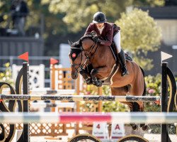 jumper Evita Peron (anglo european sporthorse, 2015, from Etoulon VDL)