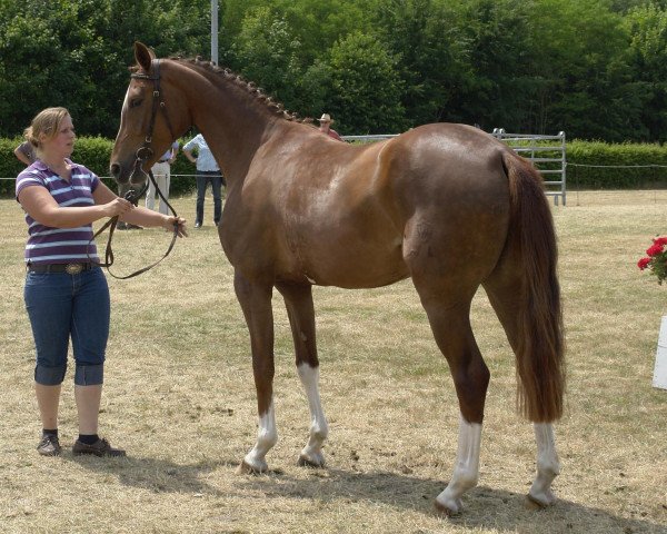 horse Pinga Pura (Westphalian, 2007, from Peking)