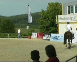 jumper Stak's Stormy (Hanoverian, 2000, from Stakkato)