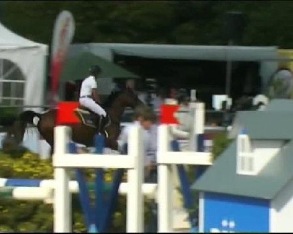 jumper Dakota (anglo european sporthorse, 2004, from Cento Lano)