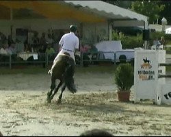 broodmare Lissabon 44 (Oldenburg show jumper, 2002, from Lacoste)