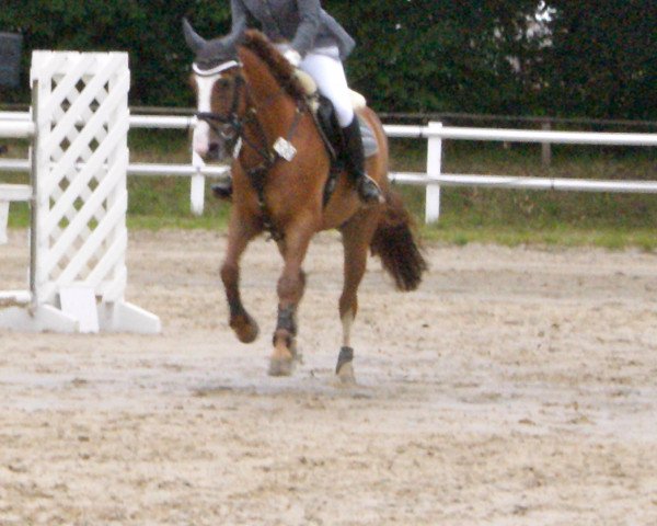 dressage horse Psycho's Devil (Rhinelander, 1999, from Dinaro)