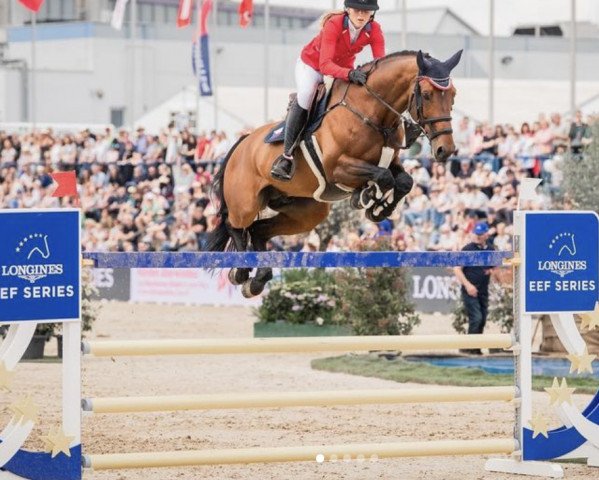 stallion Copin's Boy (Oldenburg show jumper, 2013, from Hh Copin van de Broy)
