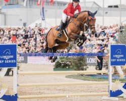 stallion Copin's Boy (Oldenburg show jumper, 2013, from Hh Copin van de Broy)