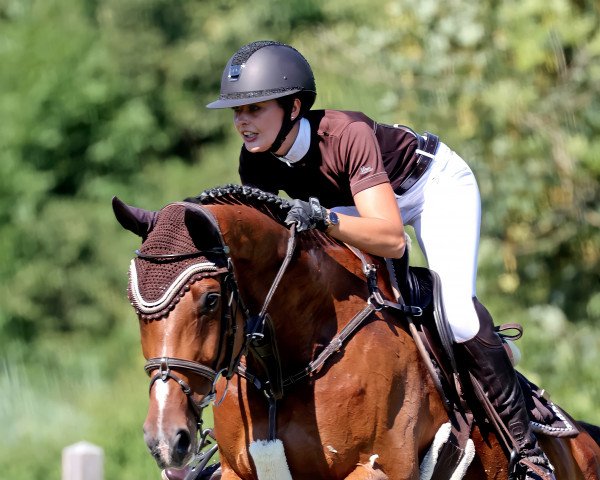 jumper Quite Grease (German Warmblood, 2010, from Quidams Quit)