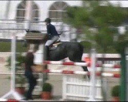 jumper Schiwago 146 (Hanoverian, 2005, from Santini)