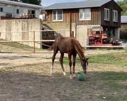 Pferd Don Quijote (Deutsches Sportpferd, 2022, von Don Royal)