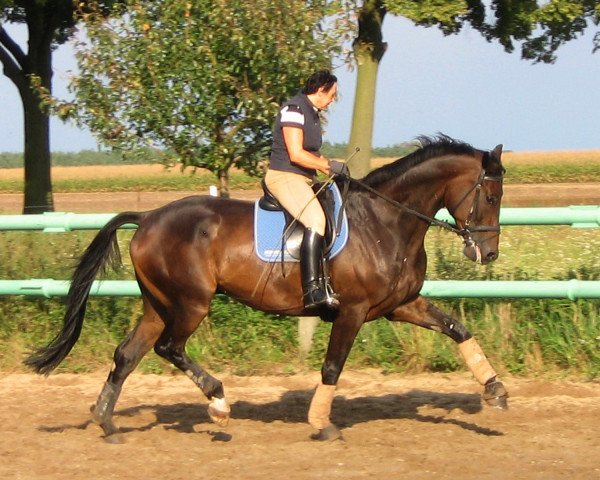 horse Florican (Bavarian, 2006, from Faustinus)