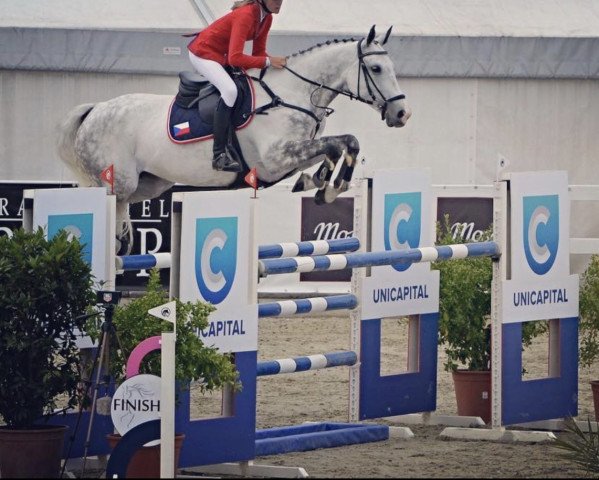 jumper Davina M (KWPN (Royal Dutch Sporthorse), 2008, from Clinton H)