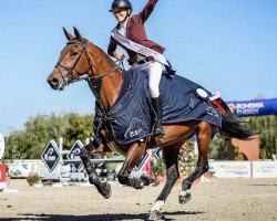 jumper Nogalina Z (Zangersheide riding horse, 2012, from Numero Uno)