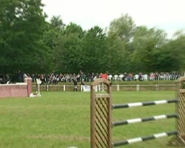 Dressurpferd Calibro 9 (Oldenburger Springpferd, 2002, von Equest Carnute)