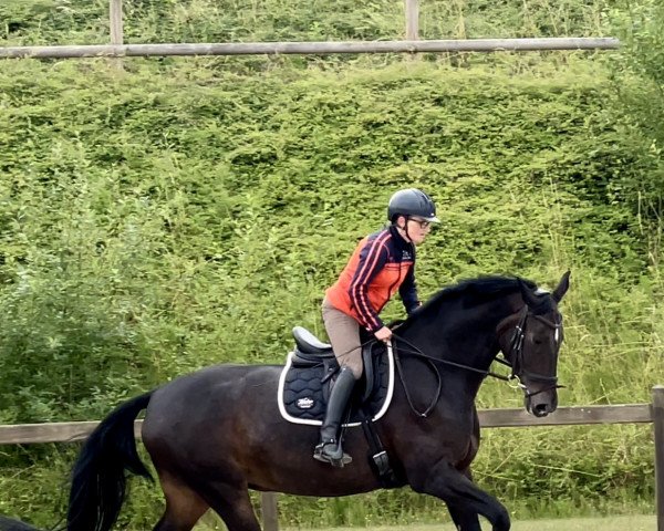dressage horse Sandy 555 (Oldenburg, 2009, from Don Schufro)