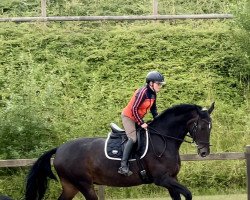 dressage horse Sandy 555 (Oldenburg, 2009, from Don Schufro)