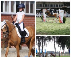 broodmare Golden Star 40 (German Riding Pony, 2017, from Golden West NRW)