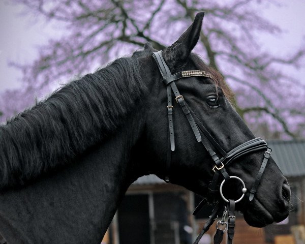 horse Fürst Cavalier (Hanoverian, 2017, from Fürstenball)