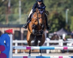 jumper Jayden (KWPN (Royal Dutch Sporthorse), 2014, from Kannan)