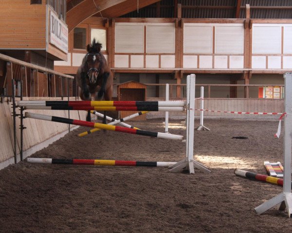 Dressurpferd Boda (Ungarisches Warmblut, 2001, von Amati)