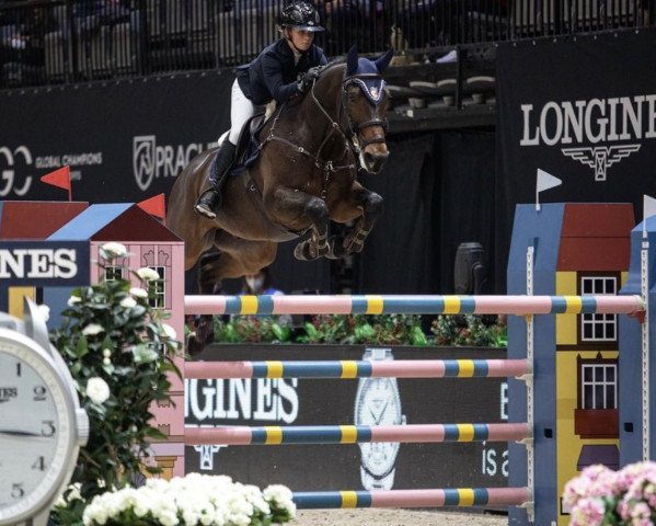 Springpferd Nativio van het Leliehof (Belgisches Warmblut, 2013, von Bamako de Muze)