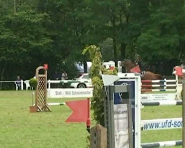 Springpferd Aquilina (Rheinländer, 2001, von Aquilino)