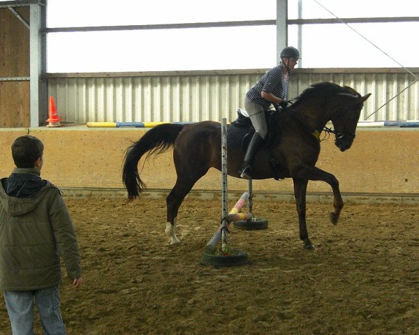 broodmare Donnerfee (Oldenburg, 2004, from Donnerball)