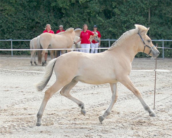 horse Ain`t She Sweet (Fjord Horse, 2022, from Diamant Halsnæs)