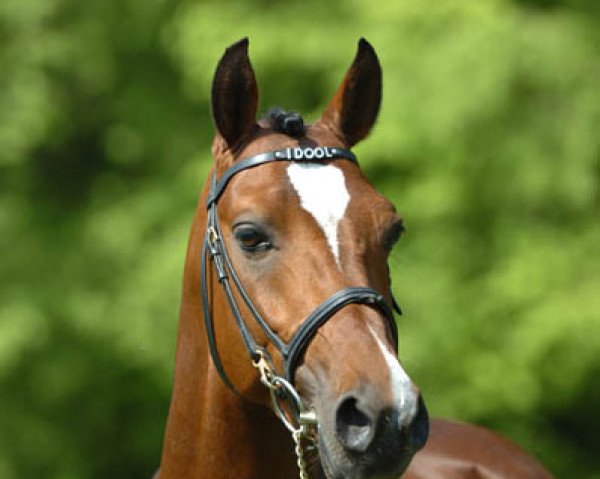 stallion Amedijk's Idool (Nederlands Welsh Ridepony, 2001, from Leandros Sirik) stallion Amedijk's Idool (Nederlands Welsh Ridepony, 2001, from Leandros Sirik)