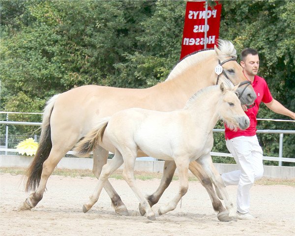 horse Luna (Fjord Horse, 2022, from Maurids)
