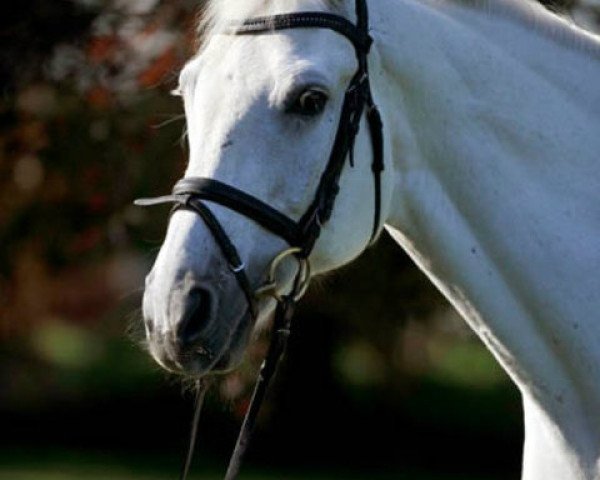 jumper Wotan 624 (Oldenburg, 1995, from Wanderfalk)