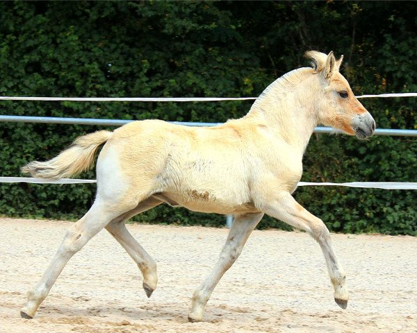 horse Ginnja (Fjord Horse, 2022, from Maurids)