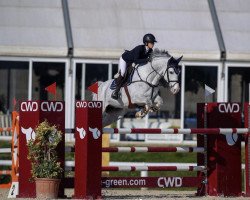 jumper Dc (Czech Warmblood, 2014, from Pikeur Canvaro)
