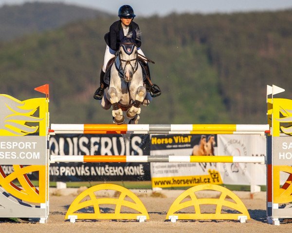 jumper Pass Away (Oldenburg show jumper, 2006, from Larino)