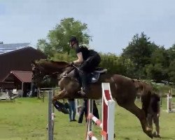 jumper Sammy de Luxe 18 (Hanoverian, 2012, from Stolzenberg)