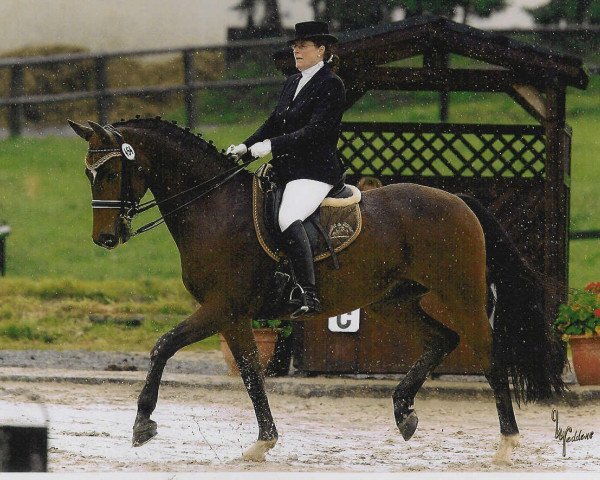 dressage horse Lorenzo 309 (Westphalian, 2003, from Laureus NRW)