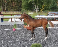 Pferd Double Out (Deutsches Reitpony, 2022, von Der kleine Earl)