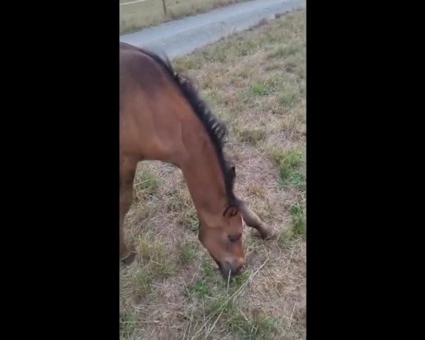 Video of Greta Blue HS