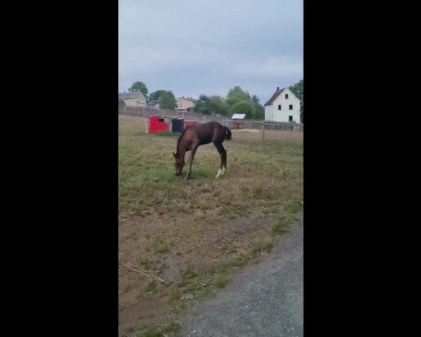 Video of Greta Blue HS