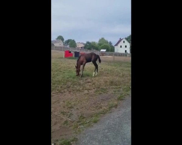 Video of Greta Blue HS