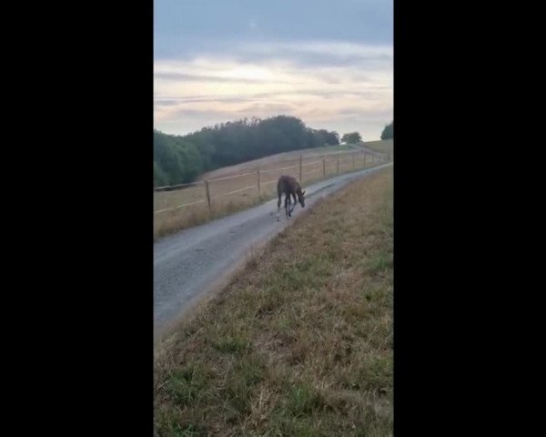 Video of Greta Blue HS