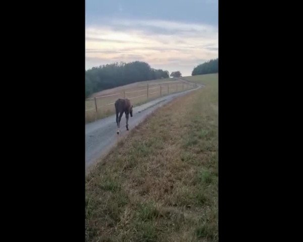 Video of Greta Blue HS