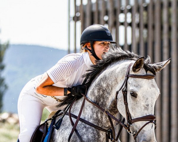 horse Lucky Strike Fly Z (Zangersheide riding horse, 2016, from Le Coultre de Muze)