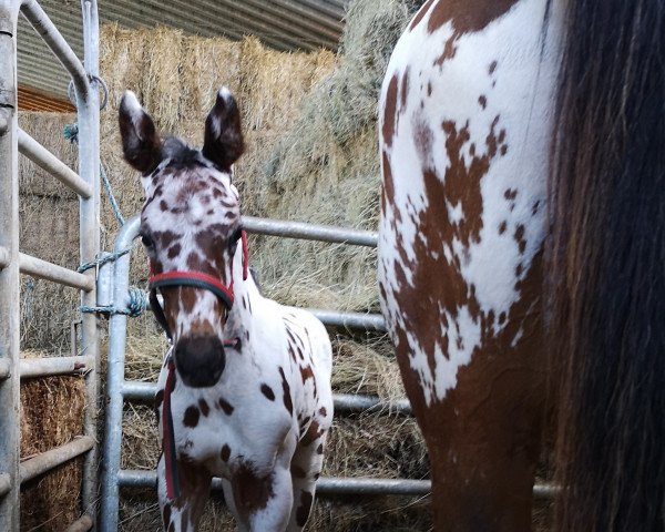 stallion Reverend Fly (KWPN (Royal Dutch Sporthorse), 2021, from Just In Time)