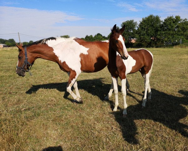 Deckhengst Coriander Fly Z (Zangersheide Reitpferd, 2022, von Corydon van T&L)