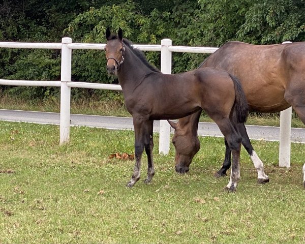 broodmare Pualani E (Holsteiner, 2022, from Charaktervoll Hv)