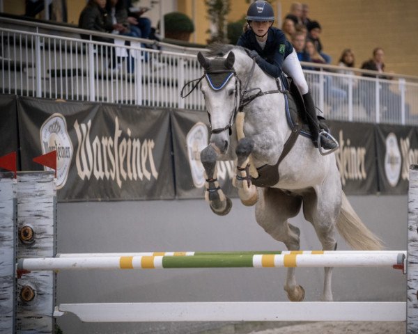 Springpferd Zirocconos (KWPN (Niederländisches Warmblut), 2015, von Zirocco Blue)