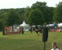 dressage horse Flash Dance N (Hanoverian, 2005, from Falkenstern II)