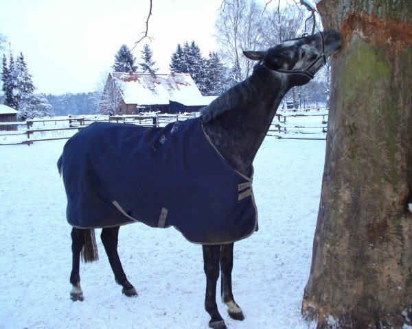 horse Dorfprinz (Hanoverian, 2007, from Dauphin)